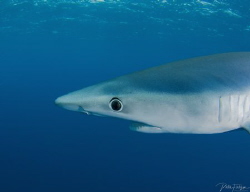 Blue shark by Pieter Firlefyn 